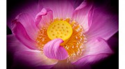 Fritz Gibbon Photography